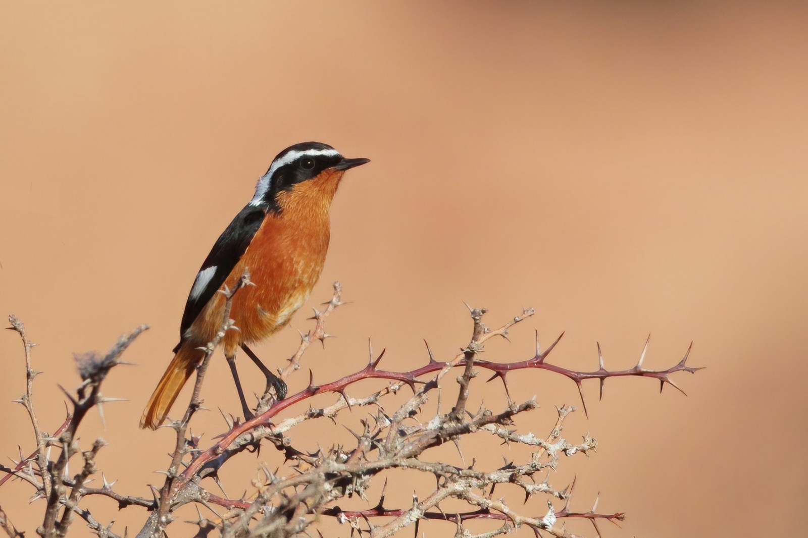 Atlas Mountains Birdwatching & Morocco Wildlife Tours